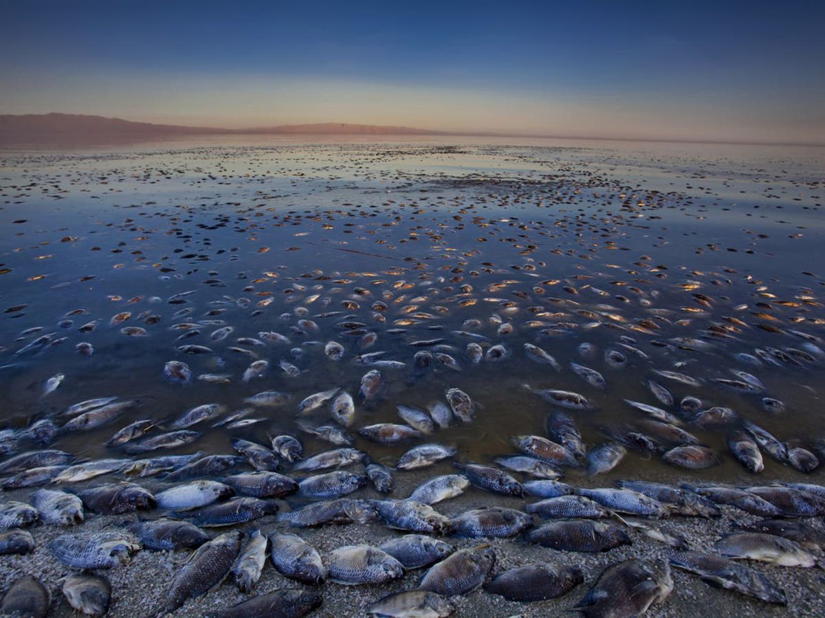 The vanishing Salton Sea: 